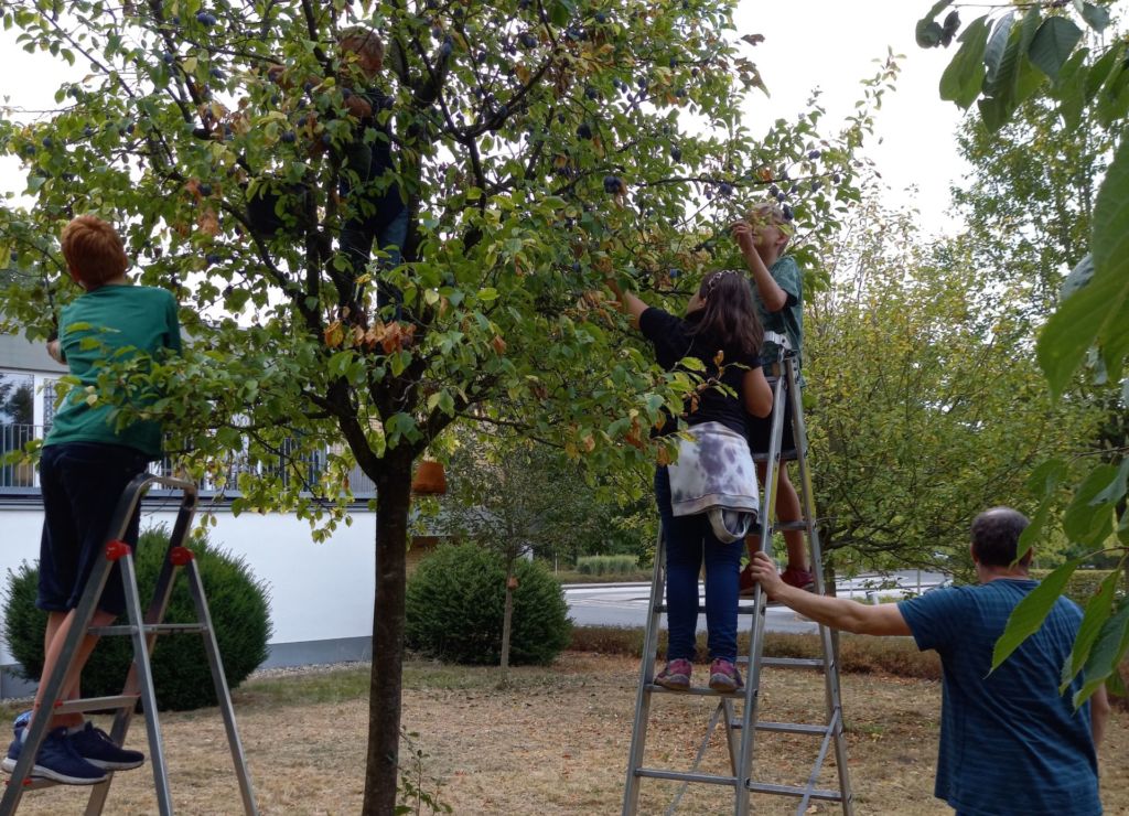 Klima-Aktion Im September: Obsternte Auf Unserer Streuobstwiese – AJG